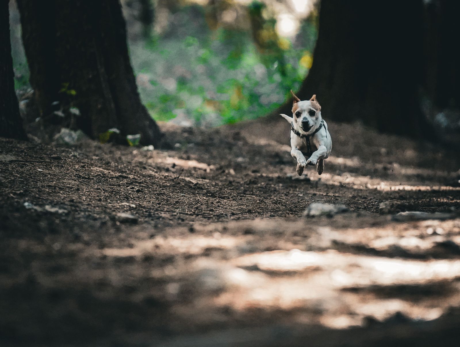 Un cane che corre lungo un sentiero nel bosco, illuminato dal sole