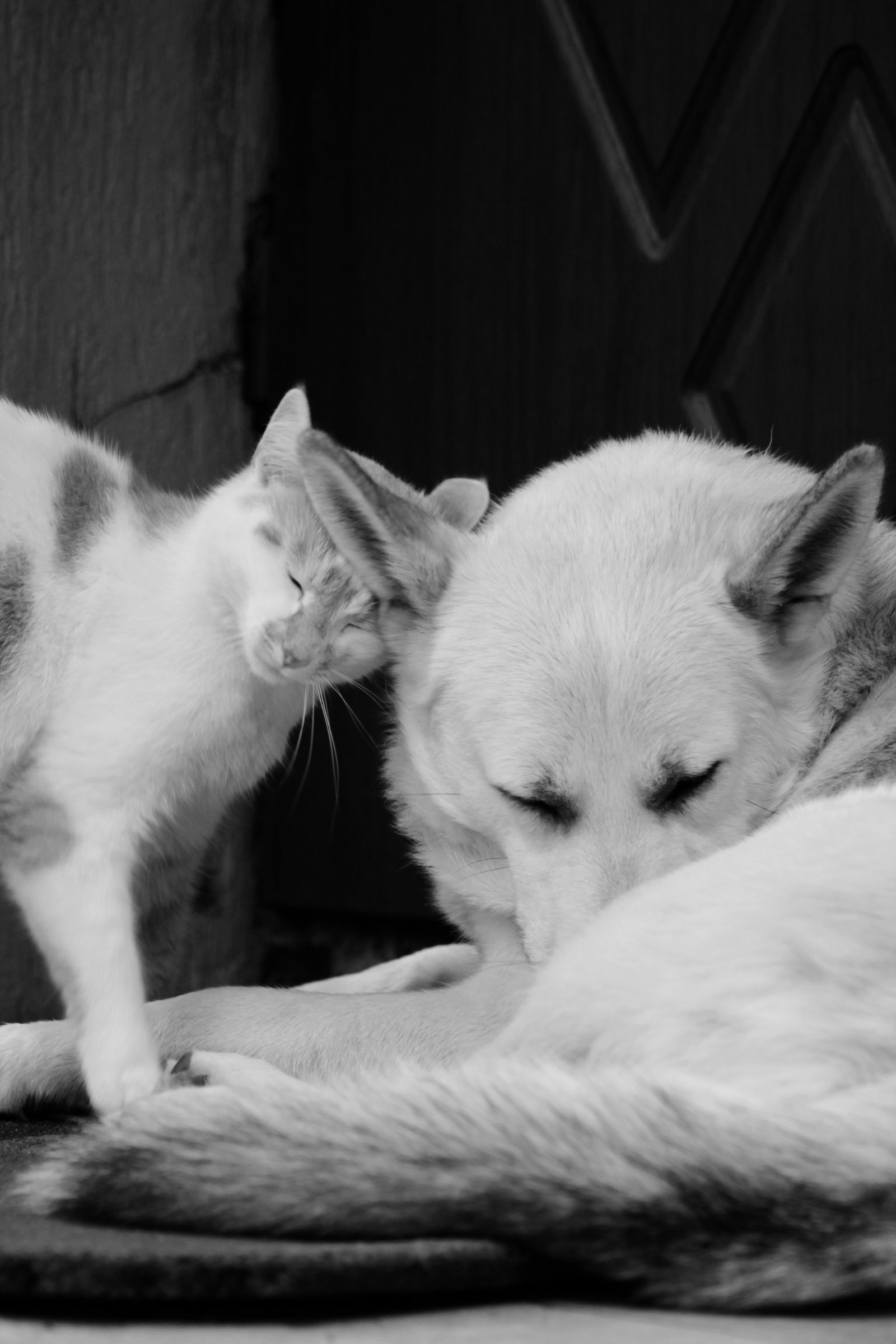 Un cane e un gatto che dormono appoggiati l'uno all'altro
