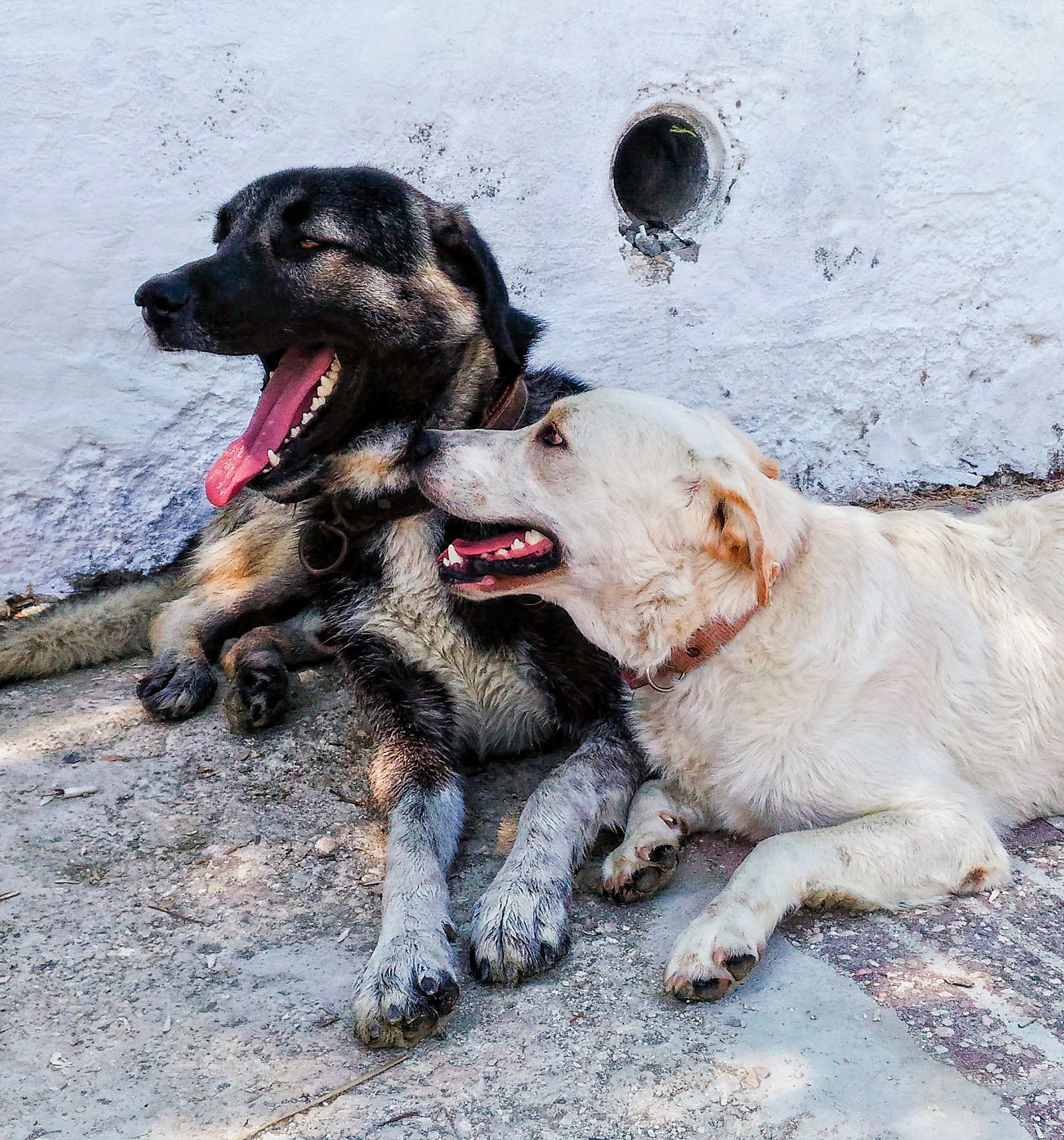 Due cani sdraiati vicini, addormentati al sole