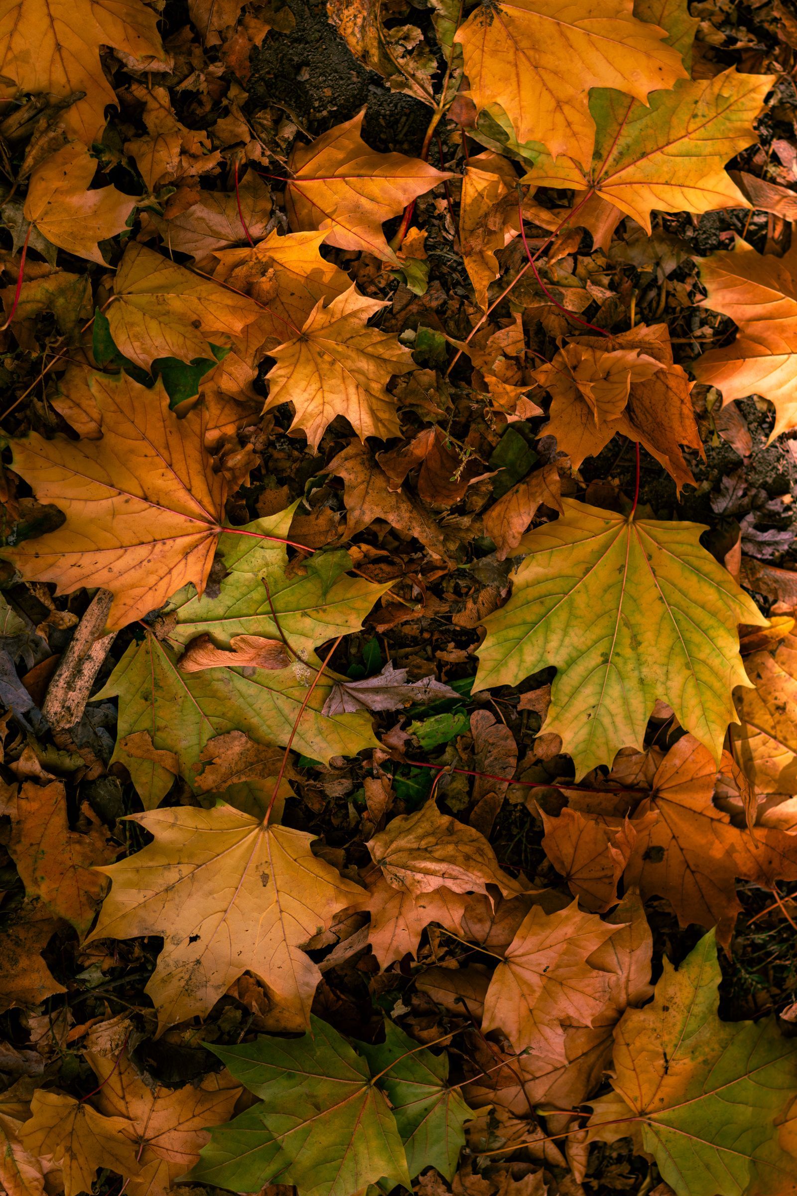 Foglie d'autunno a terra, illuminate dal sole