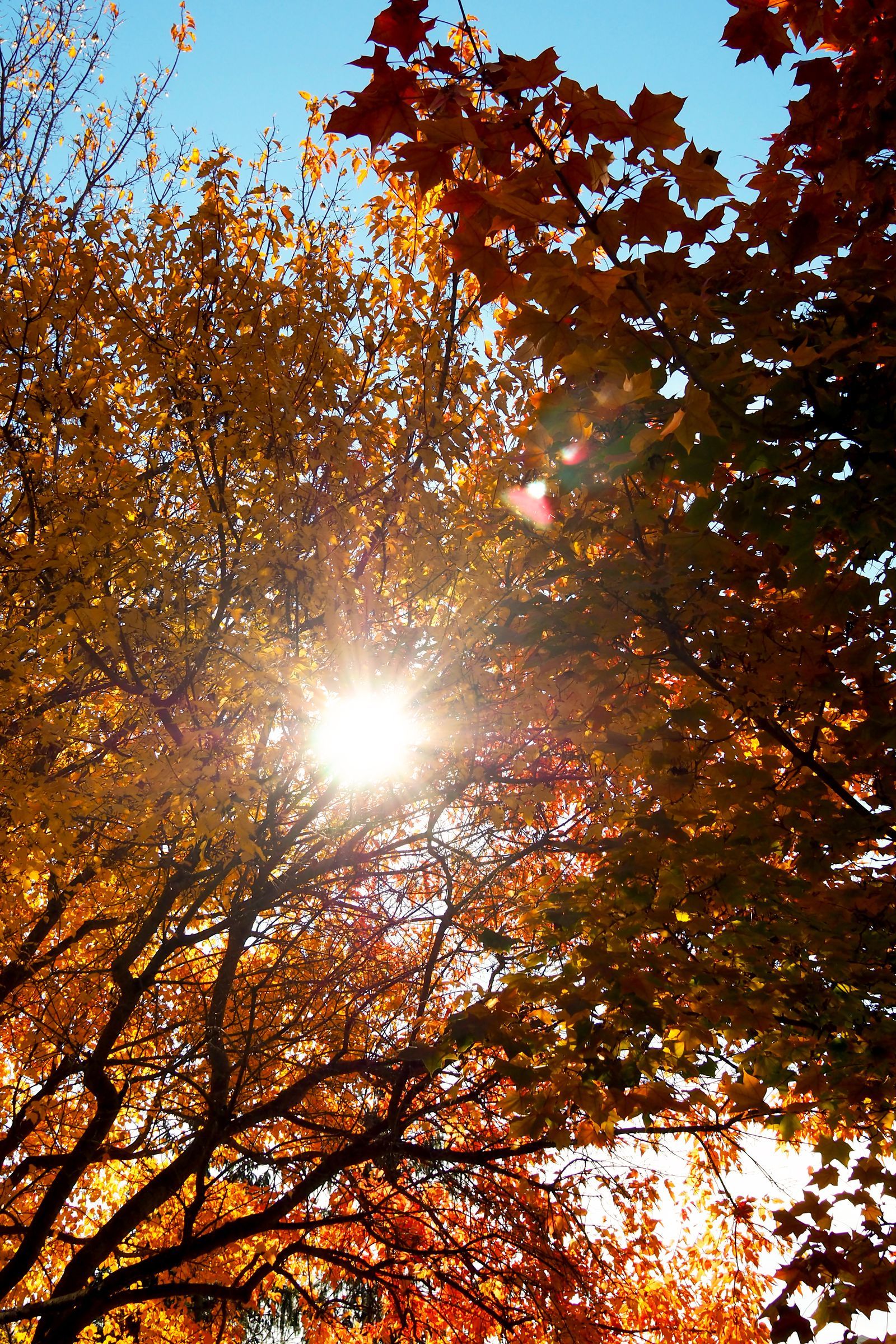 Luce dorata che filtra tra le foglie d'autunno