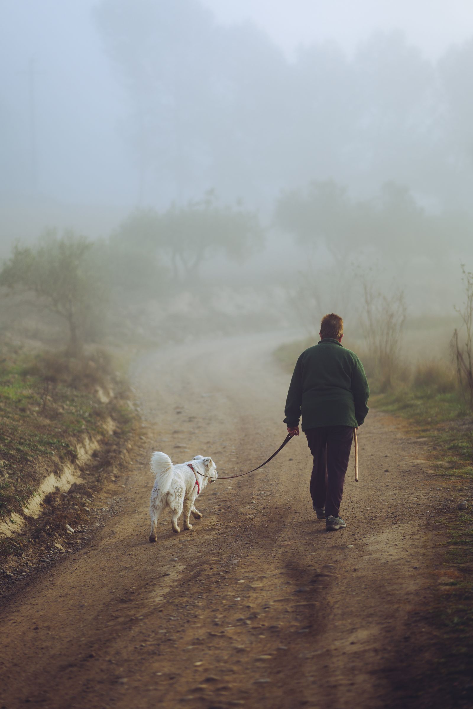 Una persona cammina con il suo cane lungo un sentiero, nella nebbia del mattino