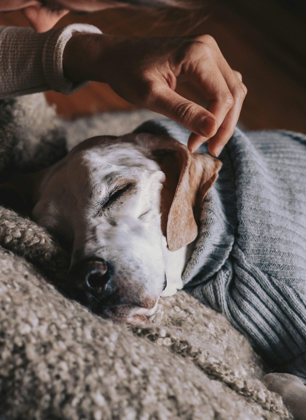 Una mano accarezza un cane anziano addormentato sotto una coperta